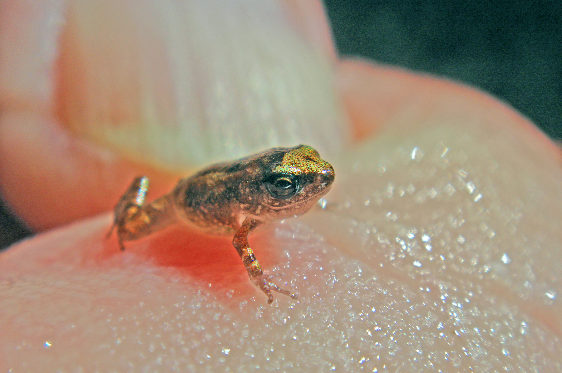 Frog on my Finger | Shutterbug